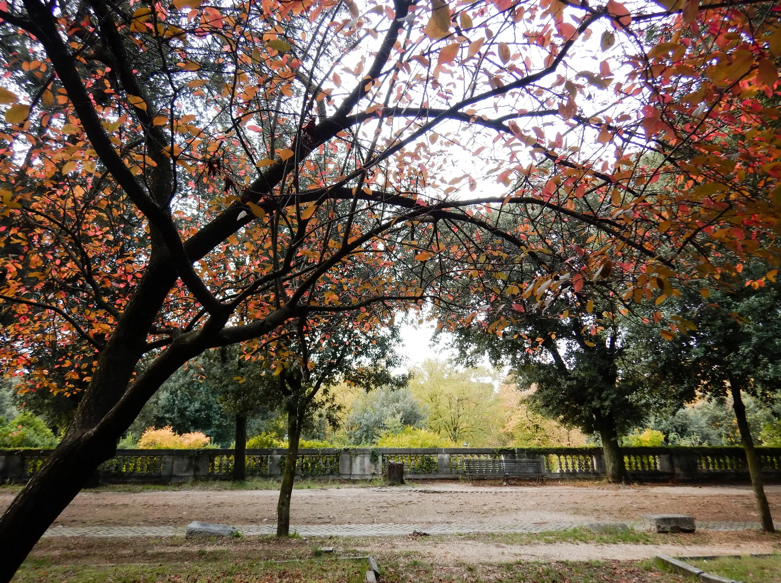 Follaje otoñal en el Parco dei Daini, Villa Borghese, Roma