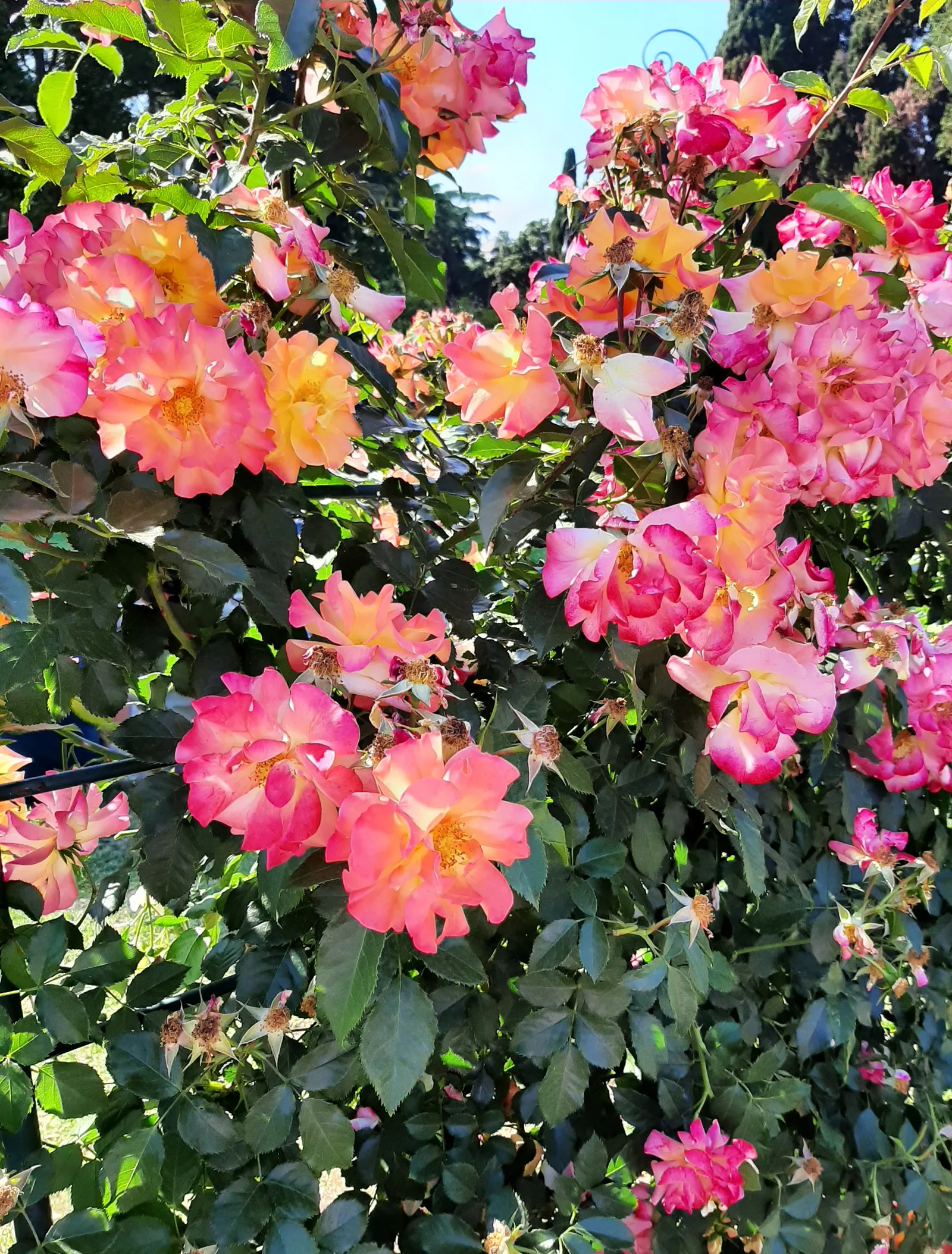 El Roseto Comunale de Roma en flor, la primavera en la Ciudad Eterna